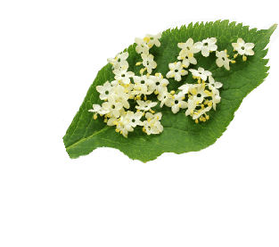 Elderflower