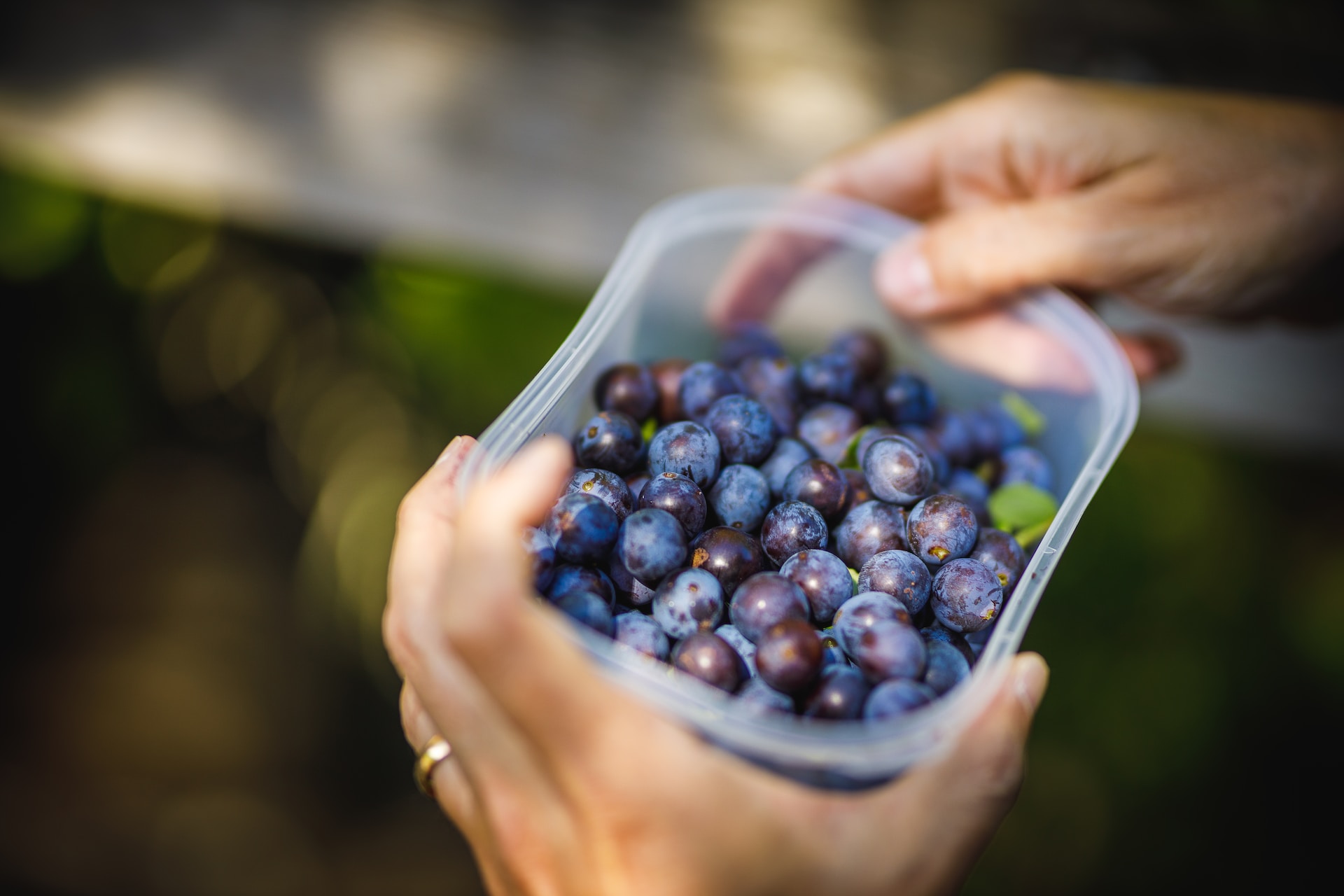 Foraged Sloe Berries